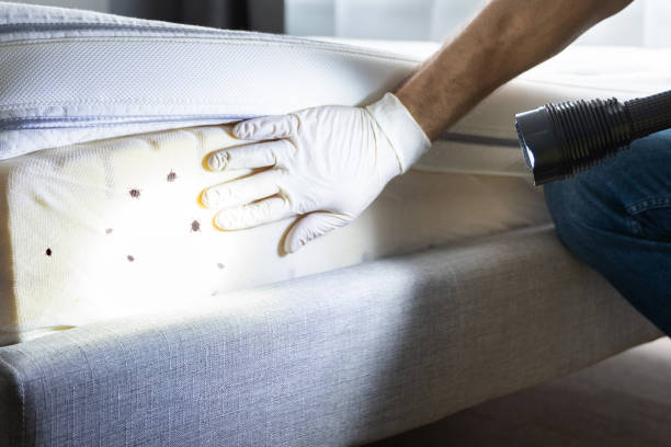 Best Pest Control Near Me in Northwest Harwinton, CT